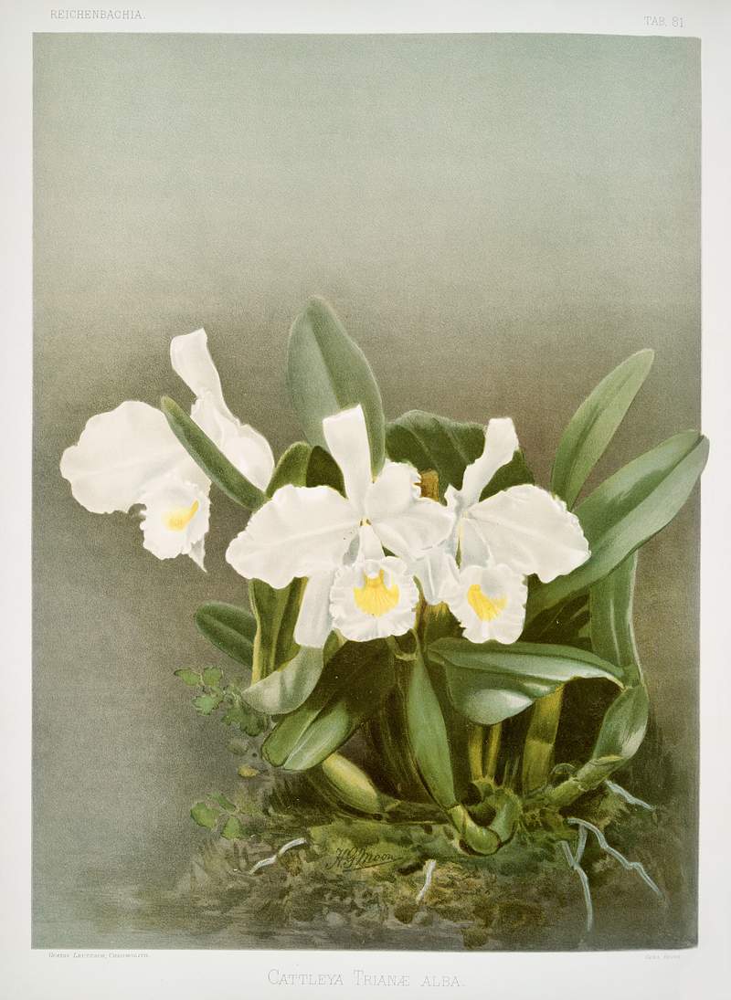 Cattleya trianæ alba from Reichenbachia Orchids (1888-1894) illustrated by Frederick Sander (1847-1920). Original from…