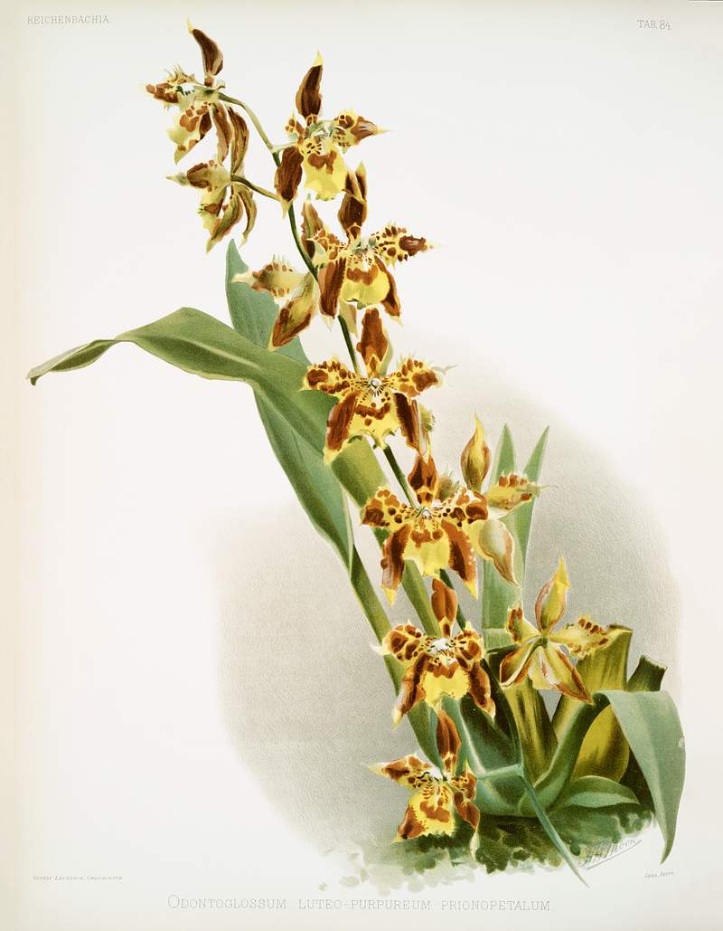 Odontoglossum luteo-purpureum prionopetalum from Reichenbachia Orchids (1888-1894) illustrated by Frederick Sander (1847…
