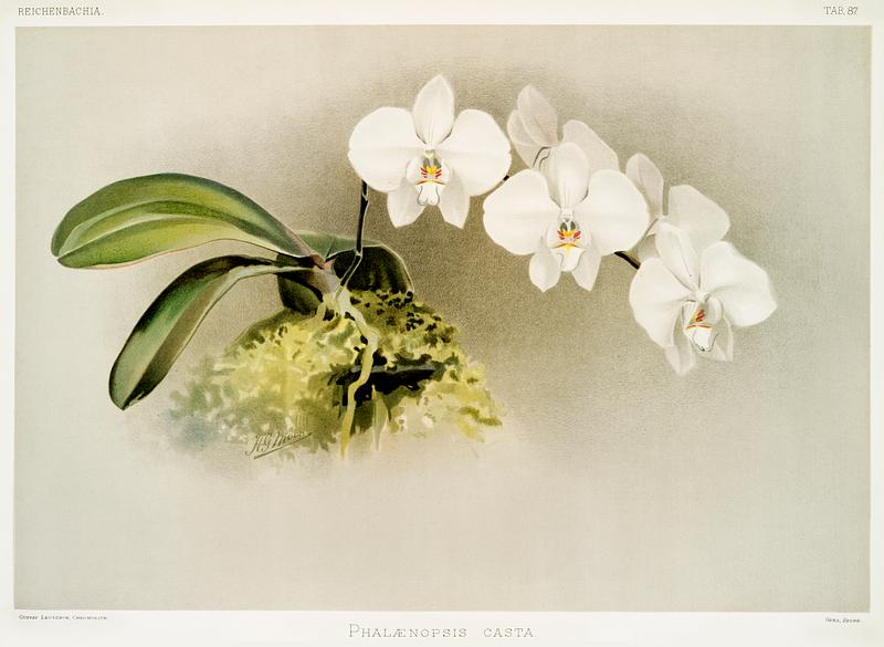 Phalænopsis casta from Reichenbachia Orchids (1888-1894) illustrated by Frederick Sander (1847-1920). Original from The New York Public Library. Digitally enhanced by rawpixel. Phalænopsis casta from Reichenbachia Orchids (1888-1894) illustrated by Frederick Sander (1847-1920). Original from The…