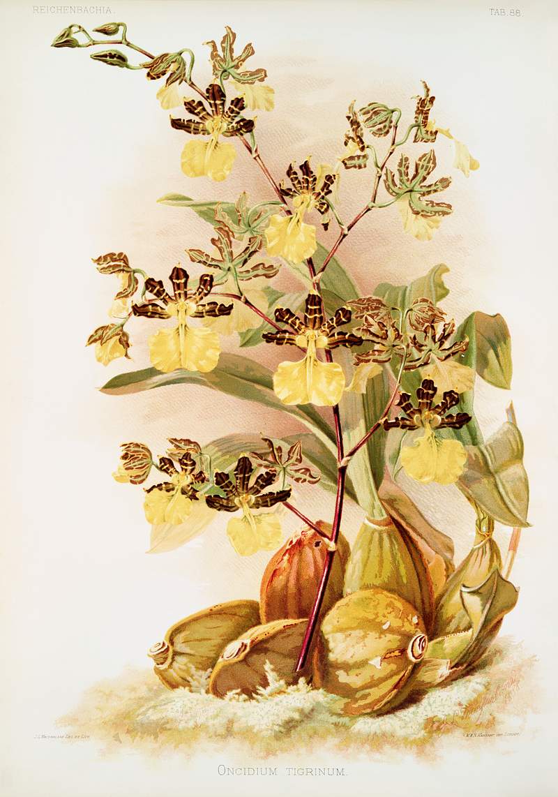 Oncidium tigrinum from Reichenbachia Orchids (1888-1894) illustrated by Frederick Sander (1847-1920). Original from The New…