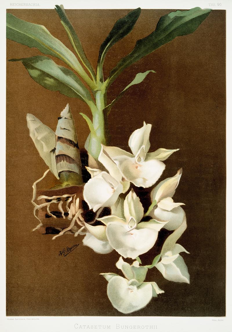 Catasetum bungerothii from Reichenbachia Orchids (1888-1894) illustrated by Frederick Sander (1847-1920). Original from The New York Public Library. Digitally enhanced by rawpixel. Catasetum bungerothii from Reichenbachia Orchids (1888-1894) illustrated by Frederick Sander (1847-1920). Original from The…