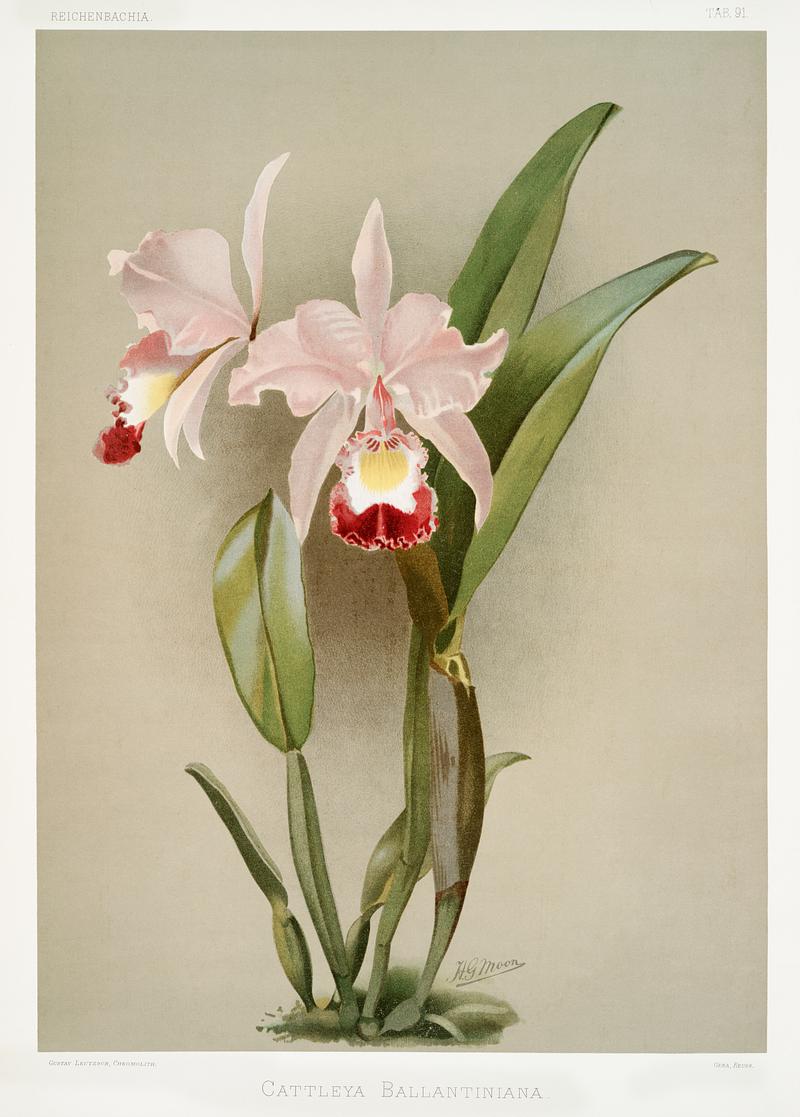 Cattleya ballantiniana from Reichenbachia Orchids (1888-1894) illustrated by Frederick Sander (1847-1920). Original from The New York Public Library. Digitally enhanced by rawpixel. Cattleya ballantiniana from Reichenbachia Orchids (1888-1894) illustrated by Frederick Sander (1847-1920). Original from The…