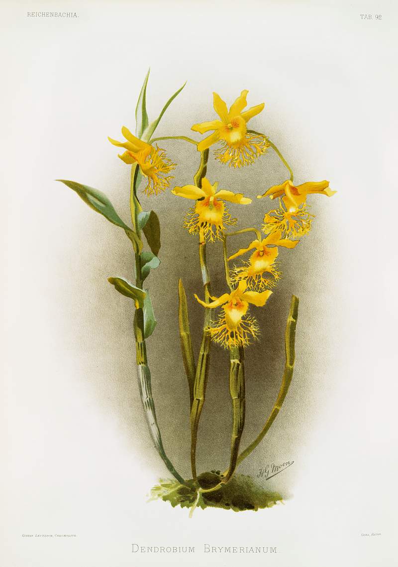 Dendrobium brymerianum from Reichenbachia Orchids (1888-1894) illustrated by Frederick Sander (1847-1920). Original from The…