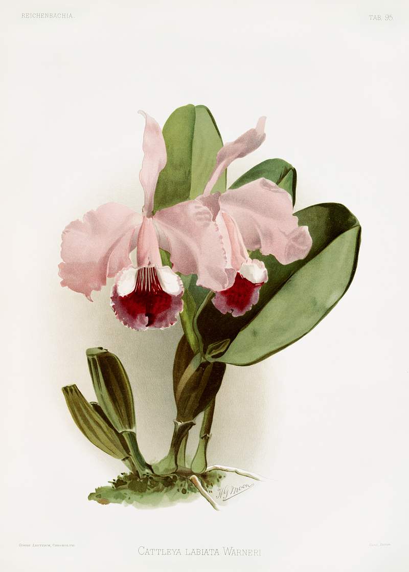 Cattleya labiata warneri from Reichenbachia Orchids (1888-1894) illustrated by Frederick Sander (1847-1920). Original from…
