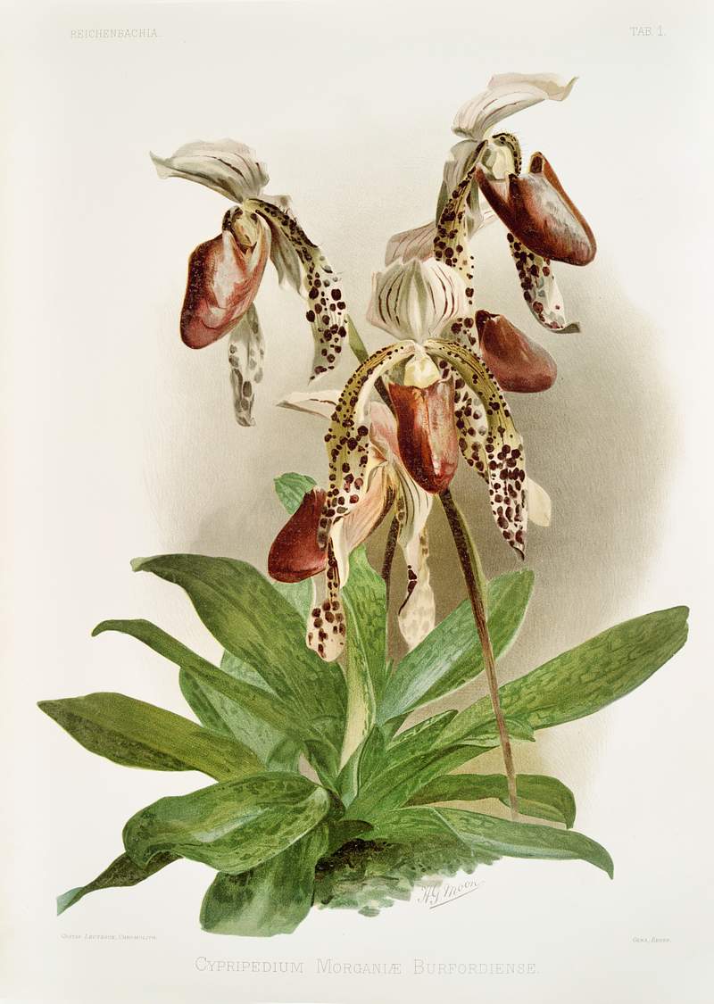 Cypripedium morganiæ burfordiense from Reichenbachia Orchids (1888-1894) illustrated by Frederick Sander (1847-1920).…
