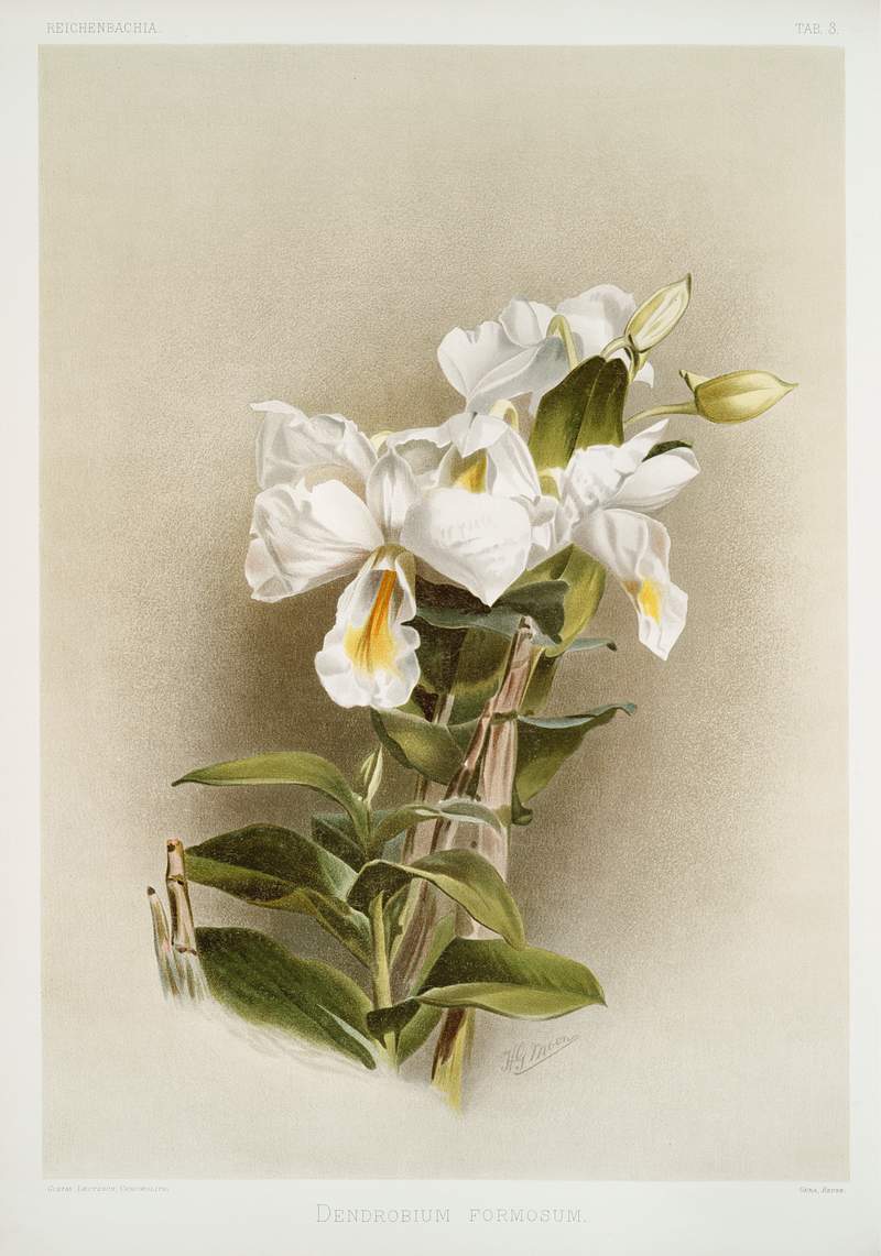 Dendrobium formosum from Reichenbachia Orchids (1888-1894) illustrated by Frederick Sander (1847-1920). Original from The New…
