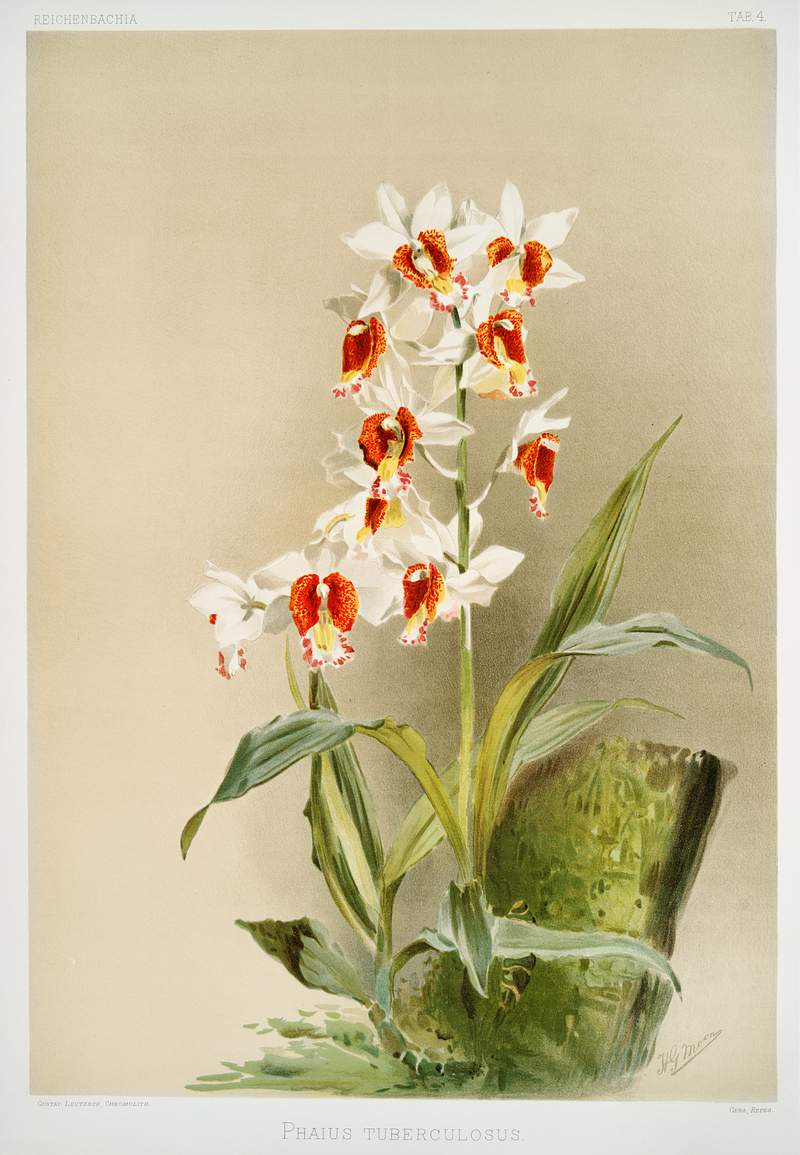Phaius tuberculosus from Reichenbachia Orchids (1888-1894) illustrated by Frederick Sander (1847-1920). Original from The New…