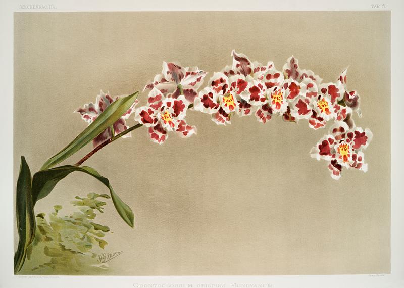 Odontoglossum crispum mundyanum from Reichenbachia Orchids (1888-1894) illustrated by Frederick Sander (1847-1920). Original from The New York Public Library. Digitally enhanced by rawpixel. Odontoglossum crispum mundyanum from Reichenbachia Orchids (1888-1894) illustrated by Frederick Sander (1847-1920). Original…