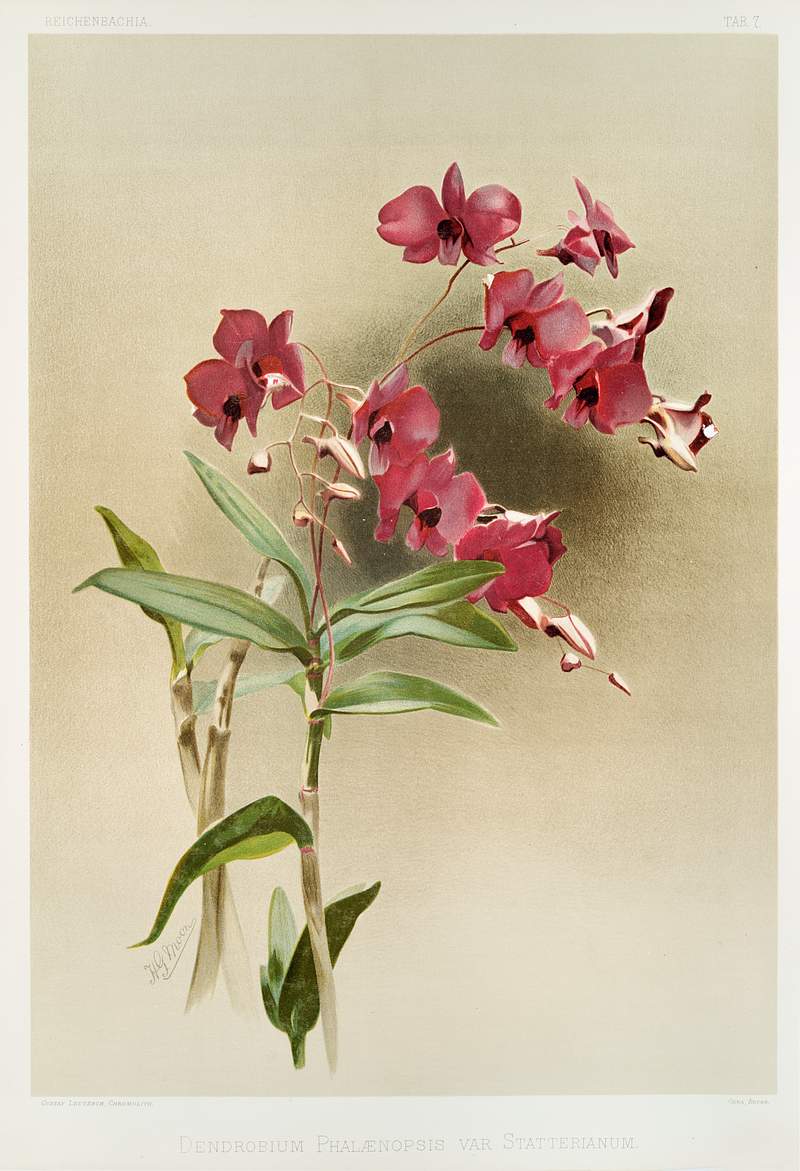 Dendrobium phalænopsis var statterianum from Reichenbachia Orchids (1888-1894) illustrated by Frederick Sander (1847…