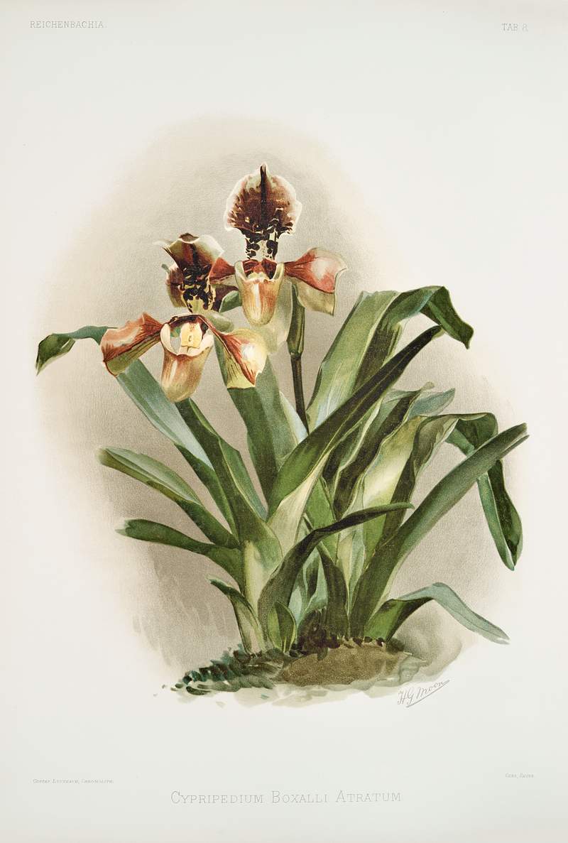 Cypripedium boxalli atratum from Reichenbachia Orchids (1888-1894) illustrated by Frederick Sander (1847-1920). Original from…