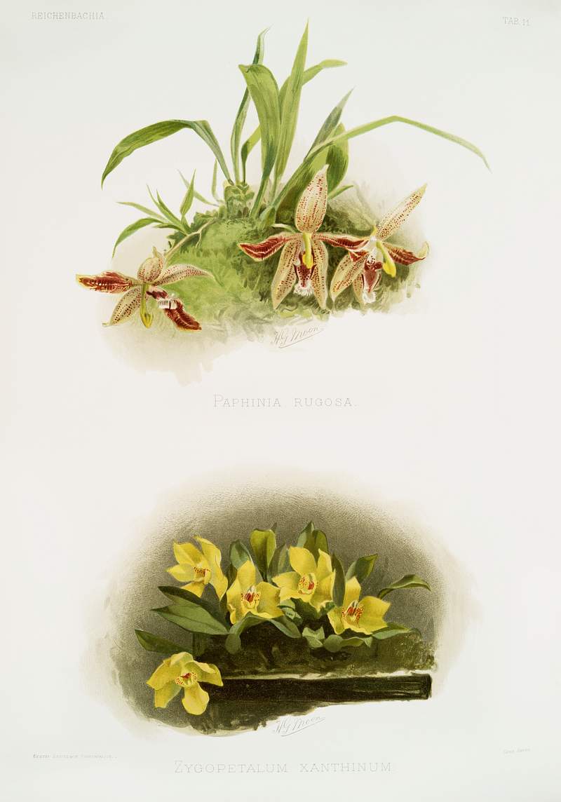 Paphinia rugosa, Zygopetalum xanthinum from Reichenbachia Orchids (1888-1894) illustrated by Frederick Sander (1847-1920).…