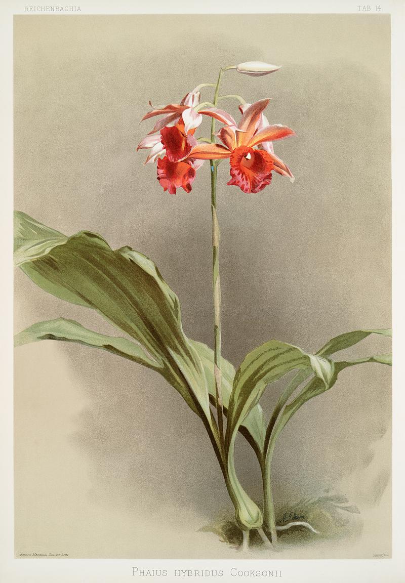 Phaius hybridus cooksonii from Reichenbachia Orchids (1888-1894) illustrated by Frederick Sander (1847-1920). Original from The New York Public Library. Digitally enhanced by rawpixel. Phaius hybridus cooksonii from Reichenbachia Orchids (1888-1894) illustrated by Frederick Sander (1847-1920). Original from…