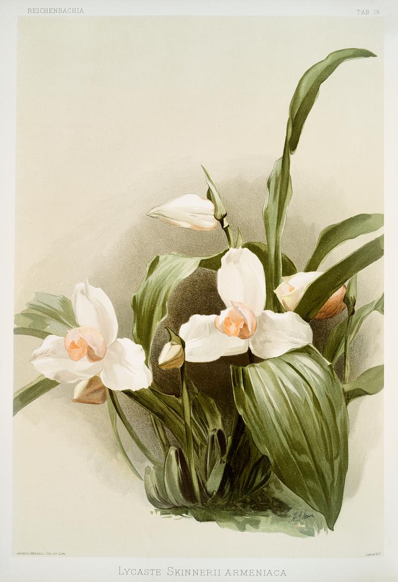 Lycaste skinnerii armeniaca from Reichenbachia Orchids (1888-1894) illustrated by Frederick Sander (1847-1920). Original from The New York Public Library. Digitally enhanced by rawpixel. Lycaste skinnerii armeniaca from Reichenbachia Orchids (1888-1894) illustrated by Frederick Sander (1847-1920). Original from…