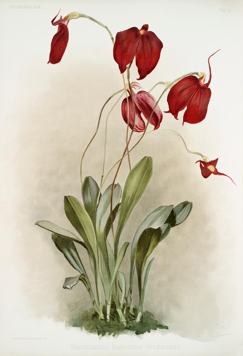 Masdevallia harryana splendens from Reichenbachia Orchids (1888-1894) illustrated by Frederick Sander (1847-1920). Original from The New York Public Library. Digitally enhanced by rawpixel. Masdevallia harryana splendens from Reichenbachia Orchids (1888-1894) illustrated by Frederick Sander (1847-1920). Original…