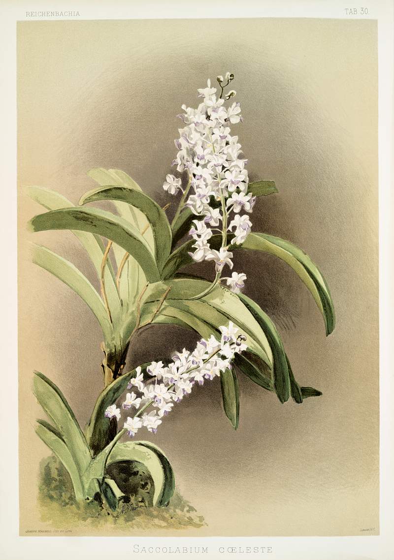 Saccolabium cœleste from Reichenbachia Orchids (1888-1894) illustrated by Frederick Sander (1847-1920). Original from…