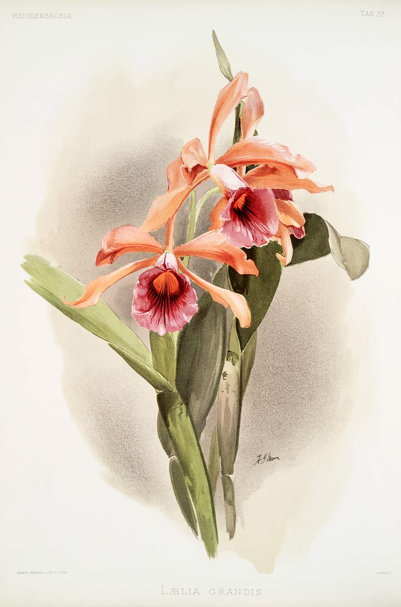 Lælia grandis from Reichenbachia Orchids (1888-1894) illustrated by Frederick Sander (1847-1920). Original from The New…
