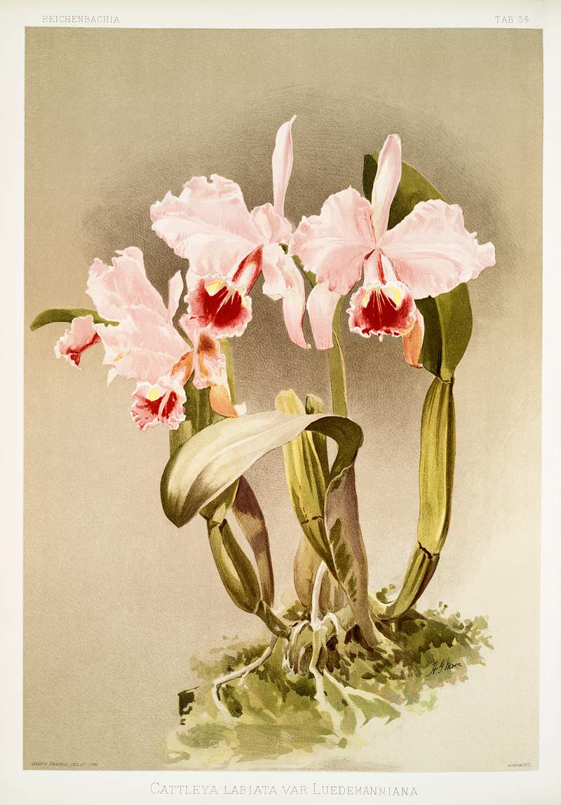 Cattleya labiata var luedemanniana from Reichenbachia Orchids (1888-1894) illustrated by Frederick Sander (1847-1920).…