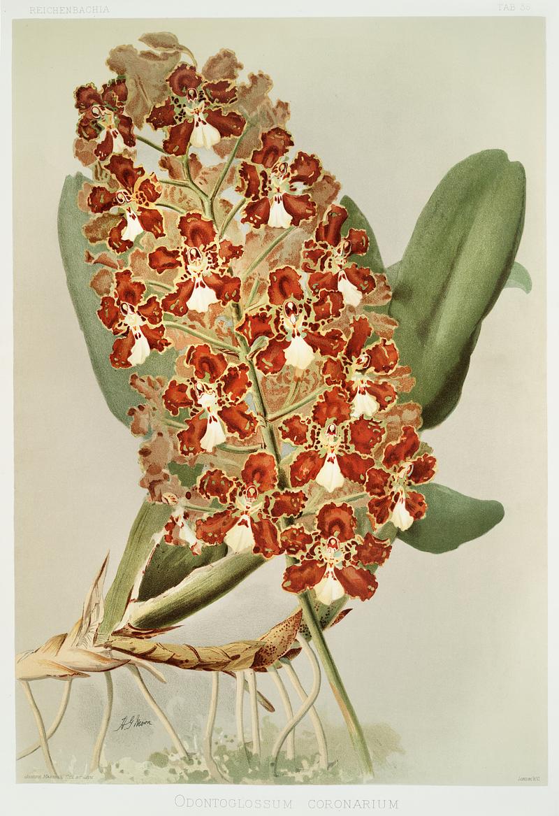 Odontoglossum coronarium from Reichenbachia Orchids (1888-1894) illustrated by Frederick Sander (1847-1920). Original from The New York Public Library. Digitally enhanced by rawpixel. Odontoglossum coronarium from Reichenbachia Orchids (1888-1894) illustrated by Frederick Sander (1847-1920). Original from…