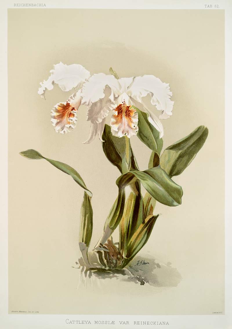 Cattleya mossiæ var reineckiana from Reichenbachia Orchids (1888-1894) illustrated by Frederick Sander (1847-1920).…