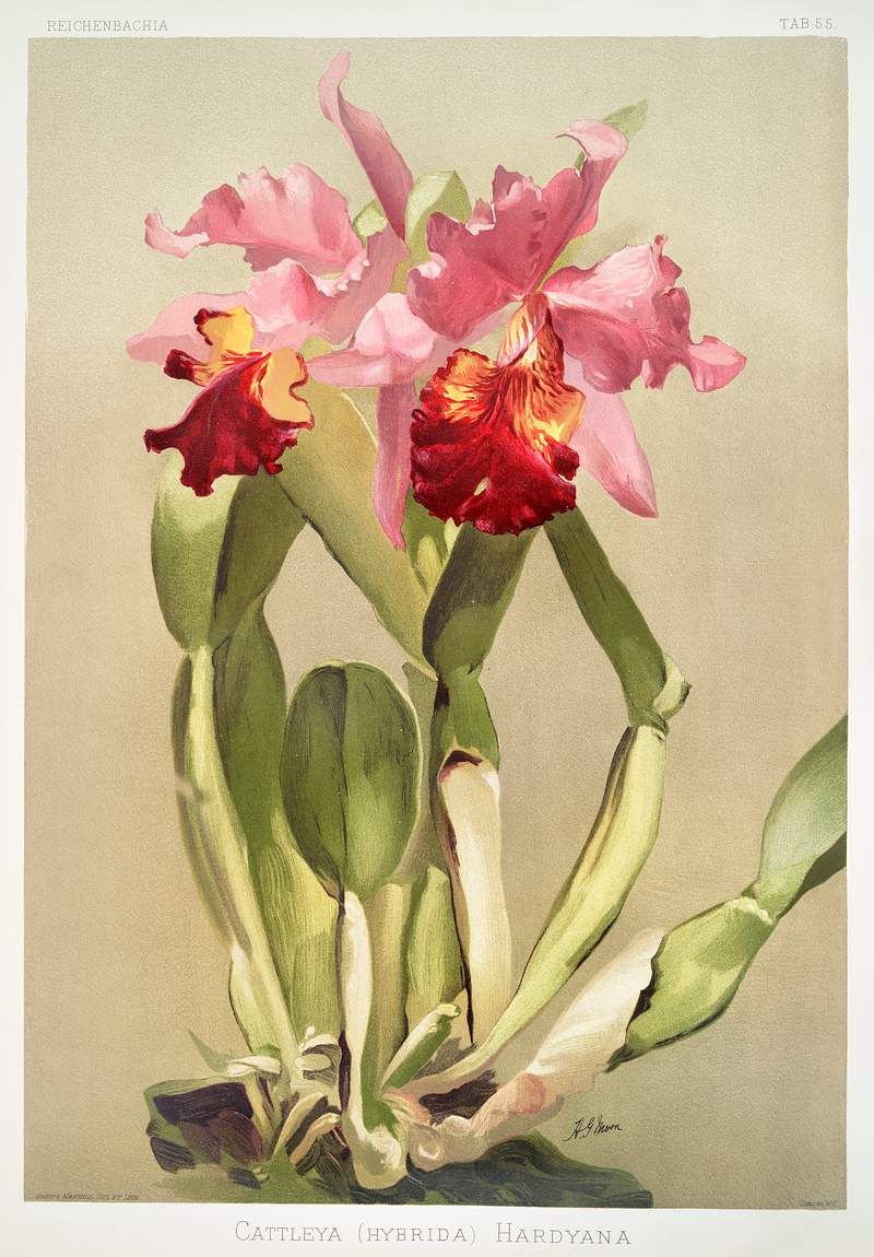 Cattleya (hybrida) hardyana from Reichenbachia Orchids (1888-1894) illustrated by Frederick Sander (1847-1920). Original from…