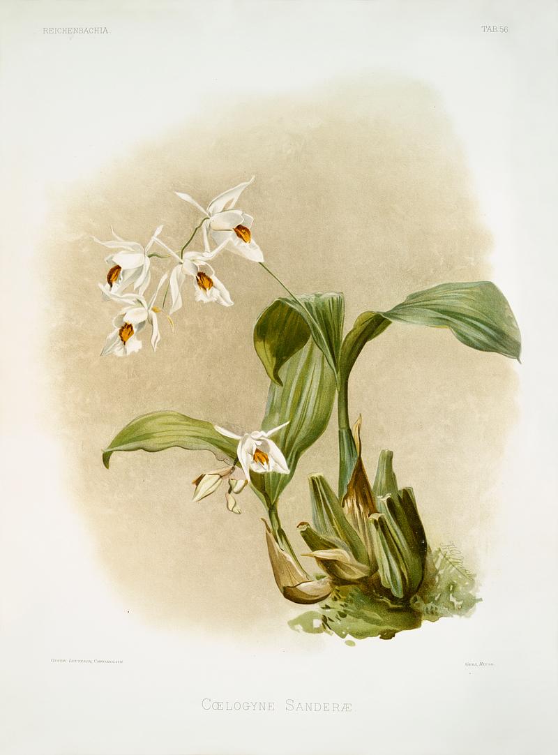 Coelogyne sanderæ from Reichenbachia Orchids (1888-1894) illustrated by Frederick Sander (1847-1920). Original from The New York Public Library. Digitally enhanced by rawpixel. Coelogyne sanderæ from Reichenbachia Orchids (1888-1894) illustrated by Frederick Sander (1847-1920). Original from The…
