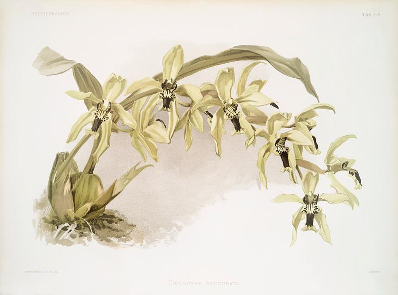 Coelogyne pandurata from Reichenbachia Orchids (1888-1894) illustrated by Frederick Sander (1847-1920). Original from The New York Public Library. Digitally enhanced by rawpixel. Coelogyne pandurata from Reichenbachia Orchids (1888-1894) illustrated by Frederick Sander (1847-1920). Original from The New…
