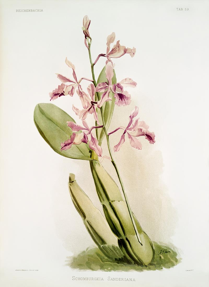 Schomburgkia sanderiana from Reichenbachia Orchids (1888-1894) illustrated by Frederick Sander (1847-1920). Original from The New York Public Library. Digitally enhanced by rawpixel. Schomburgkia sanderiana from Reichenbachia Orchids (1888-1894) illustrated by Frederick Sander (1847-1920). Original from The…