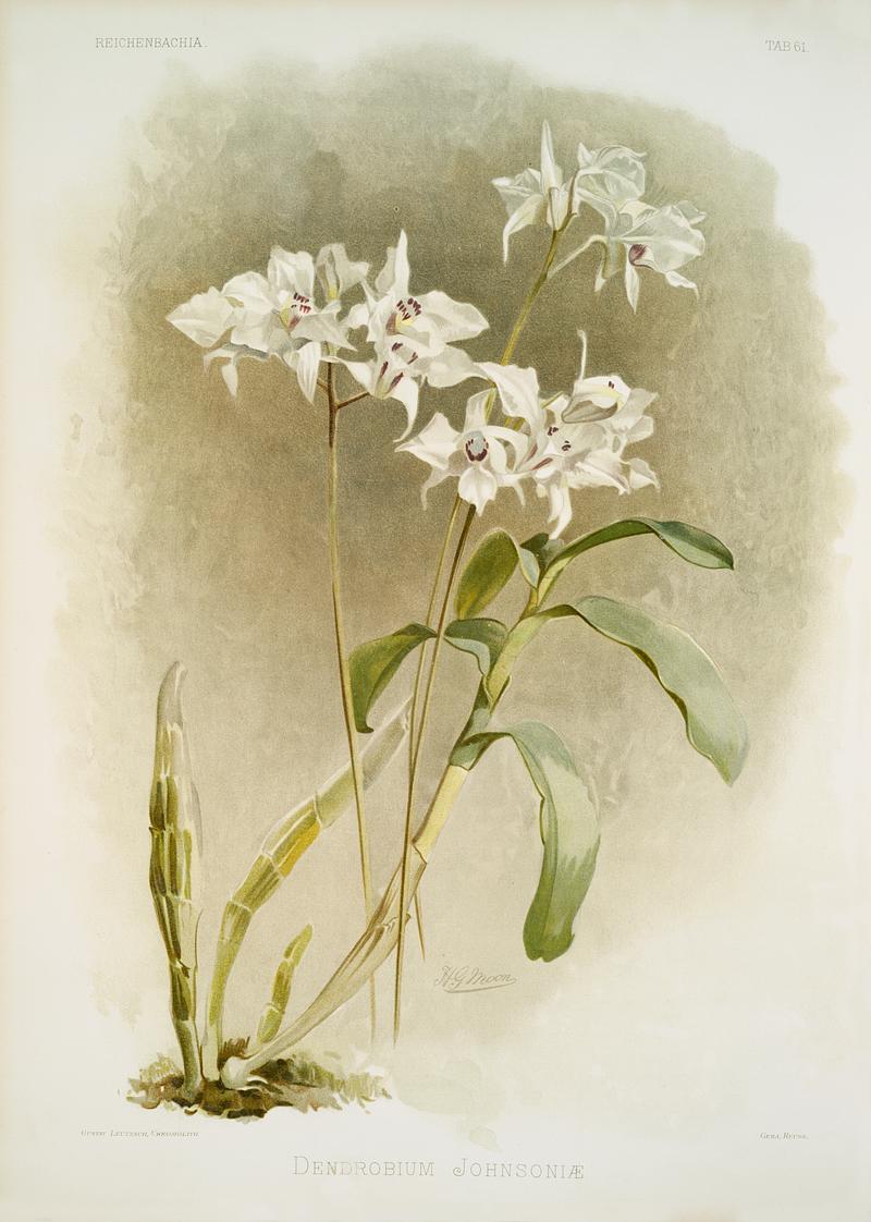 Dendrobium Johnsoniæ from Reichenbachia Orchids (1888-1894) illustrated by Frederick Sander (1847-1920). Original from The New York Public Library. Digitally enhanced by rawpixel. Dendrobium Johnsoniæ from Reichenbachia Orchids (1888-1894) illustrated by Frederick Sander (1847-1920). Original from…
