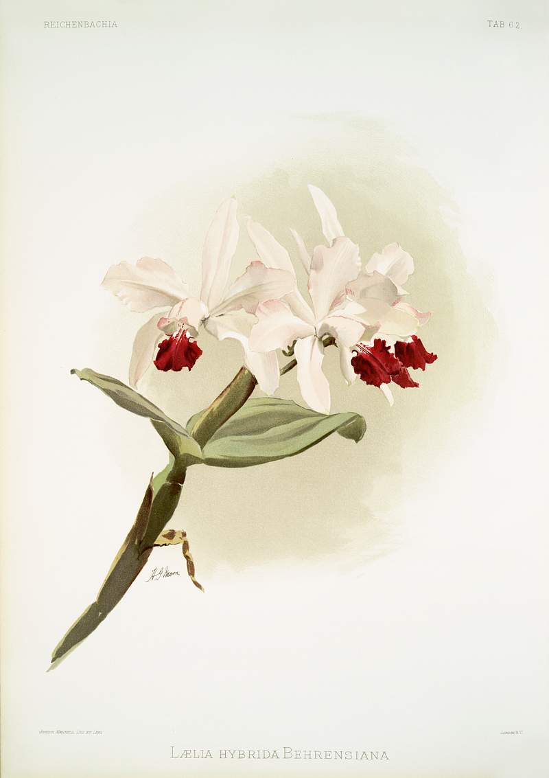 Lælia hybrida behrensiana from Reichenbachia Orchids (1888-1894) illustrated by Frederick Sander (1847-1920). Original…