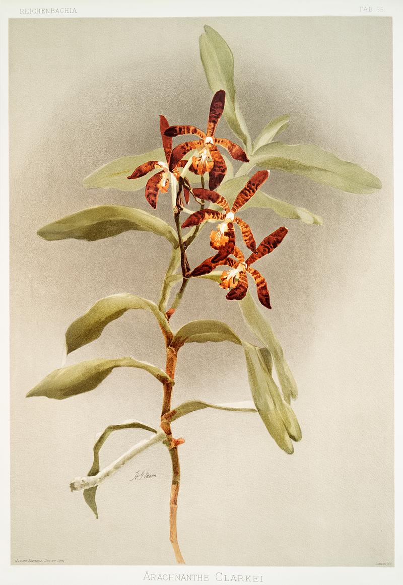 Arachnanthe clarkei from Reichenbachia Orchids (1888-1894) illustrated by Frederick Sander (1847-1920). Original from The New York Public Library. Digitally enhanced by rawpixel. Arachnanthe clarkei from Reichenbachia Orchids (1888-1894) illustrated by Frederick Sander (1847-1920). Original from The New…