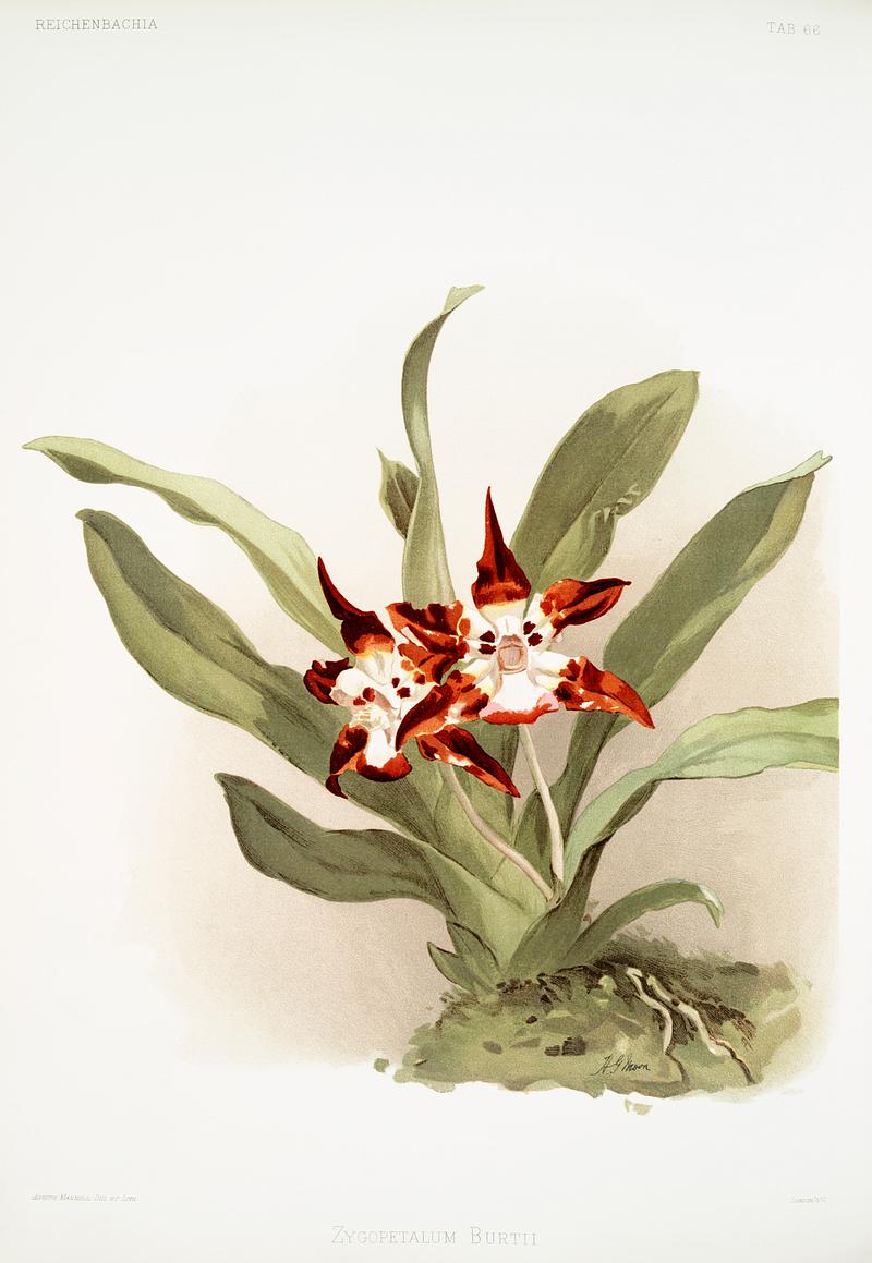 Zygopetalum burtii from Reichenbachia Orchids (1888-1894) illustrated by Frederick Sander (1847-1920). Original from The New York Public Library. Digitally enhanced by rawpixel. Zygopetalum burtii from Reichenbachia Orchids (1888-1894) illustrated by Frederick Sander (1847-1920). Original from The New…