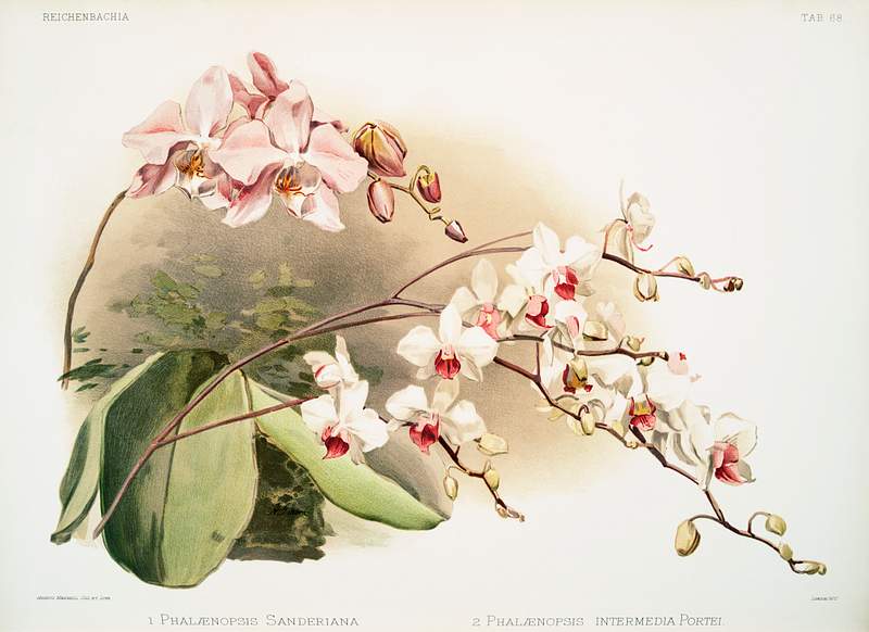 Phalænopsis sanderiana, Phalænopsis intermedia portei from Reichenbachia Orchids (1888-1894) illustrated by…
