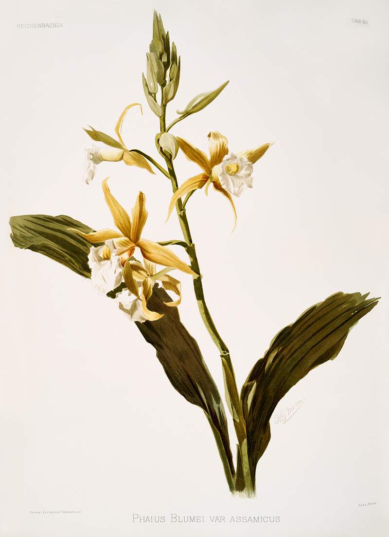 Phaius blumei var assamicus from Reichenbachia Orchids (1888-1894) illustrated by Frederick Sander (1847-1920). Original from…