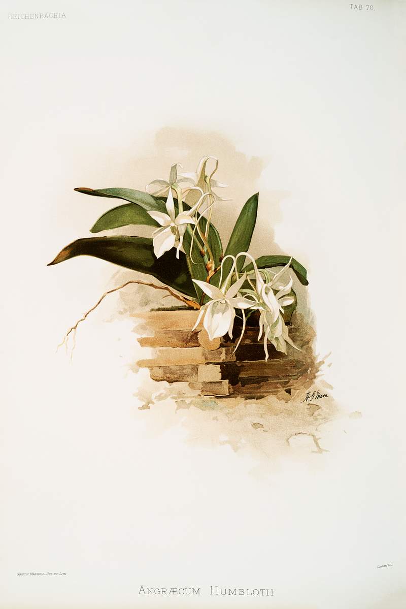 Angræcum humblotii from Reichenbachia Orchids (1888-1894) illustrated by Frederick Sander (1847-1920). Original from…