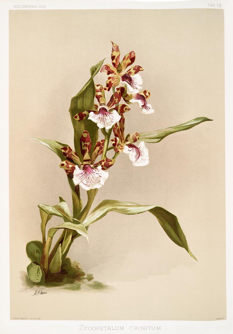 Zygopetalum crinitum from Reichenbachia Orchids (1888-1894) illustrated by Frederick Sander (1847-1920). Original from The New York Public Library. Digitally enhanced by rawpixel. Zygopetalum crinitum from Reichenbachia Orchids (1888-1894) illustrated by Frederick Sander (1847-1920). Original from The…