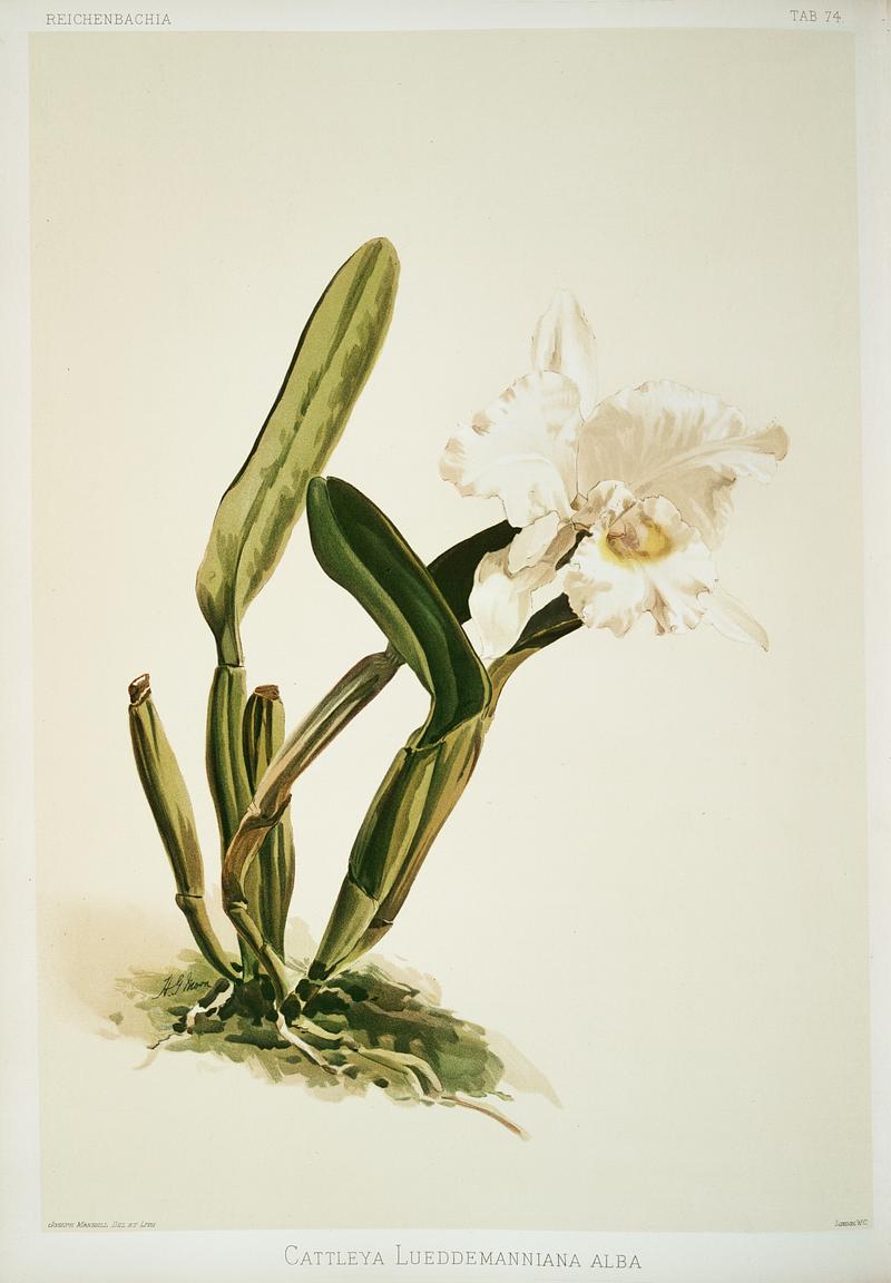Cattleya lueddemanniana alba from Reichenbachia Orchids (1888-1894) illustrated by Frederick Sander (1847-1920). Original from The New York Public Library. Digitally enhanced by rawpixel. Cattleya lueddemanniana alba from Reichenbachia Orchids (1888-1894) illustrated by Frederick Sander (1847-1920). Original…