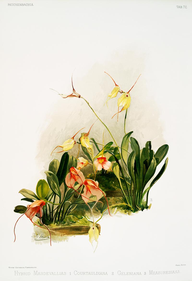 Hybrid masdevallias courtauldiana, geleniana and measuresiana from Reichenbachia Orchids (1888-1894) illustrated by Frederick Sander (1847-1920). Original from The New York Public Library. Digitally enhanced by rawpixel. Hybrid masdevallias courtauldiana, geleniana and measuresiana from Reichenbachia Orchids (1888-1894) illustrated by Frederick…