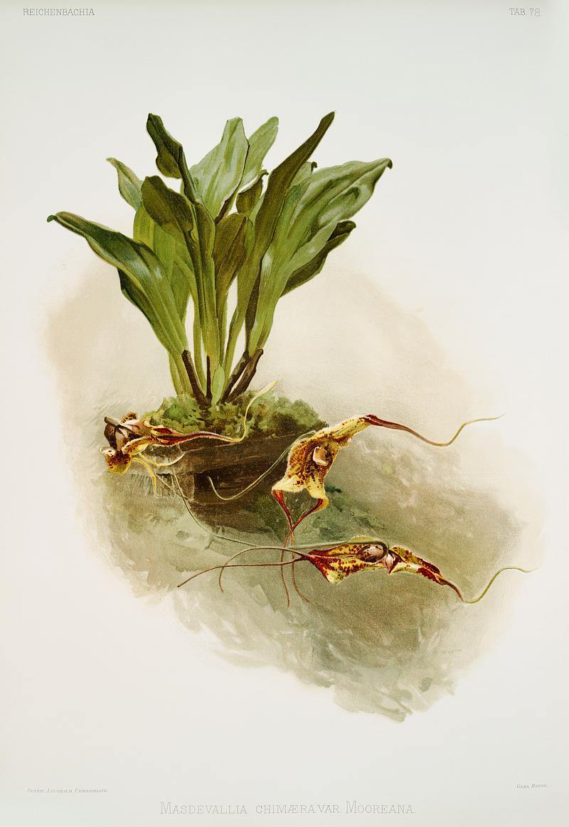 Masdevallia chimæra var mooreana from Reichenbachia Orchids (1888-1894) illustrated by Frederick Sander (1847-1920). Original from The New York Public Library. Digitally enhanced by rawpixel. Masdevallia chimæra var mooreana from Reichenbachia Orchids (1888-1894) illustrated by Frederick Sander (1847-1920).…