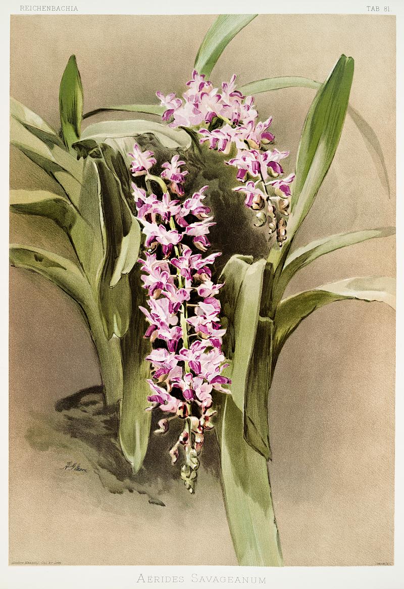 Aërides savageanum from Reichenbachia Orchids (1888-1894) illustrated by Frederick Sander (1847-1920). Original from The New York Public Library. Digitally enhanced by rawpixel. Aërides savageanum from Reichenbachia Orchids (1888-1894) illustrated by Frederick Sander (1847-1920). Original from The…