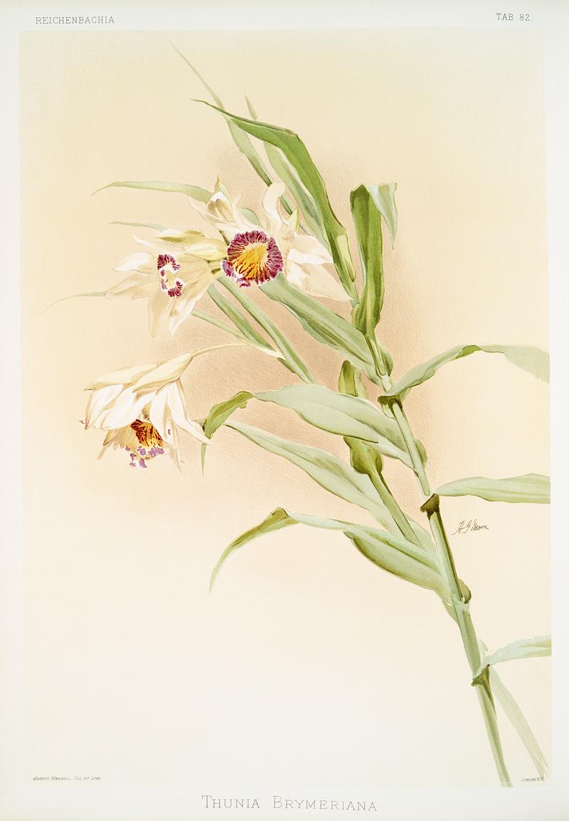 Thunia brymeriana from Reichenbachia Orchids (1888-1894) illustrated by Frederick Sander (1847-1920). Original from The New York Public Library. Digitally enhanced by rawpixel. Thunia brymeriana from Reichenbachia Orchids (1888-1894) illustrated by Frederick Sander (1847-1920). Original from The New…