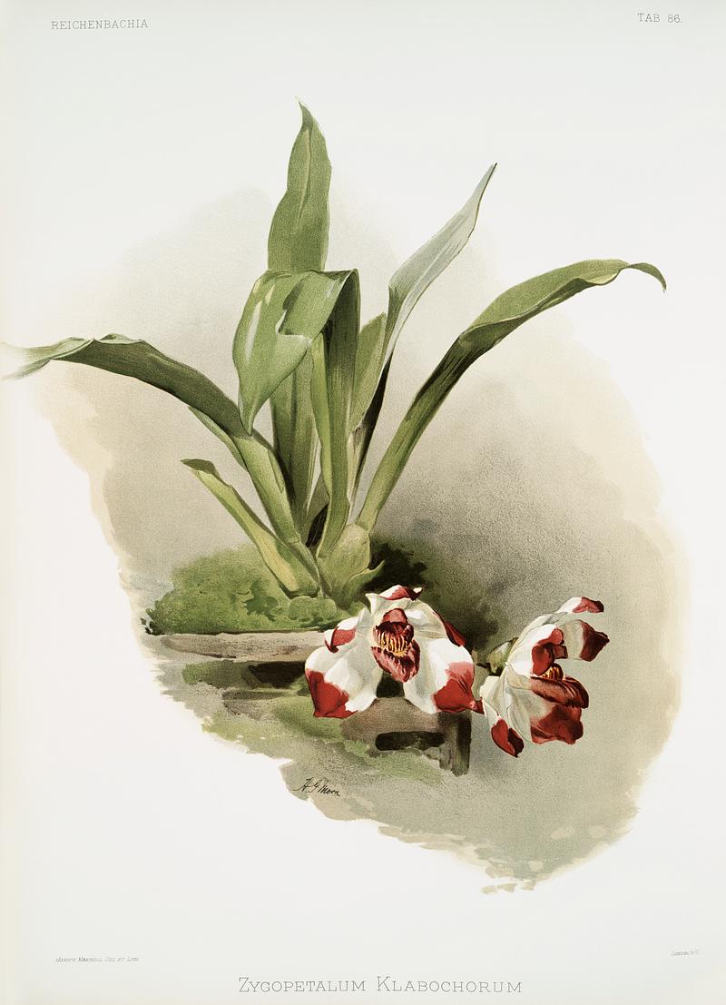 Zygopetalum klabochorum from Reichenbachia Orchids (1888-1894) illustrated by Frederick Sander (1847-1920). Original from The New York Public Library. Digitally enhanced by rawpixel. Zygopetalum klabochorum from Reichenbachia Orchids (1888-1894) illustrated by Frederick Sander (1847-1920). Original from The…