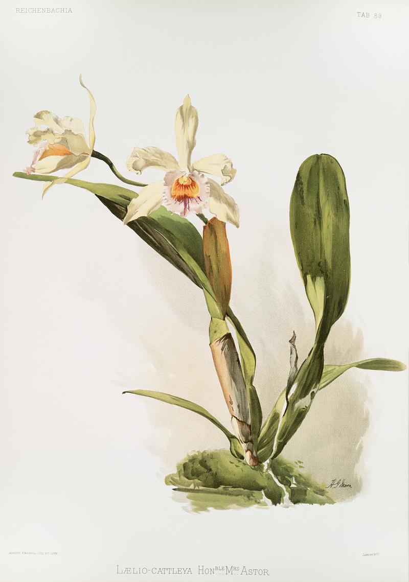Hybrid of Laelio and Cattleya (Lælio-cattleya honble Mrs. Astor) from Reichenbachia Orchids (1888-1894) illustrated by Frederick Sander (1847-1920). Original from The New York Public Library. Digitally enhanced by rawpixel. Hybrid of Laelio and Cattleya (Lælio-cattleya honble Mrs. Astor) from Reichenbachia Orchids (1888-1894) illustrated by…