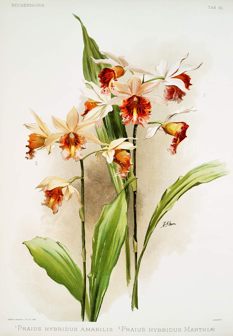 Hybrid of Phaius and Amabilis (Phaius hybridus amabilis) and Hybrid of Phaius and marthiæ (Marthi phaius hybridus…