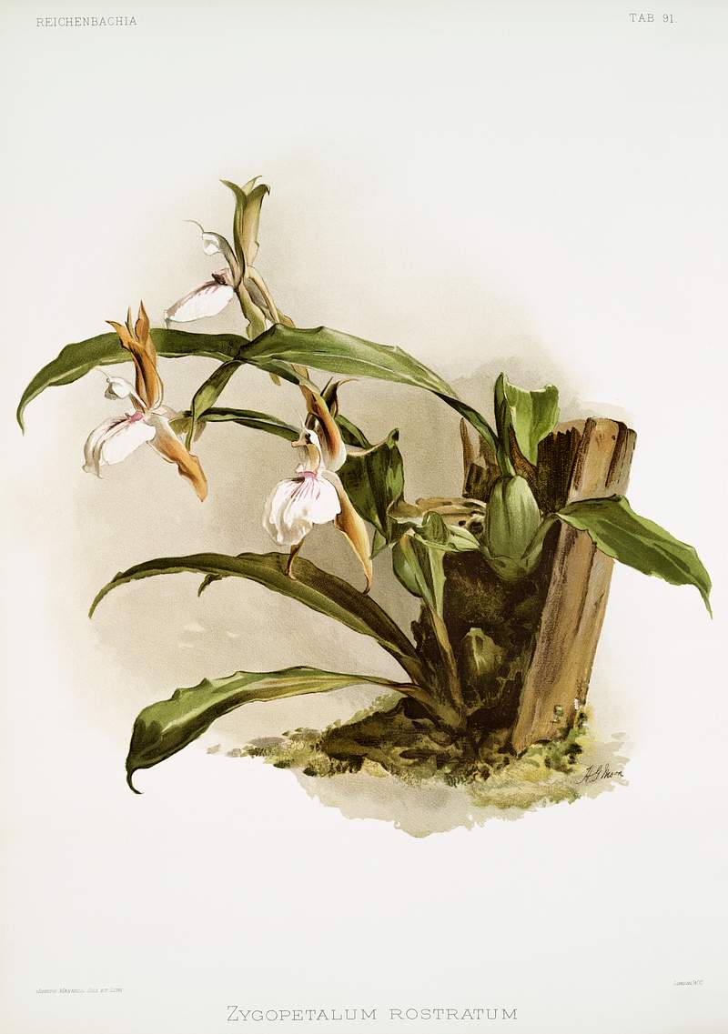 The Lip-Like Zygosepalum (Zygopetalum rostratum) from Reichenbachia Orchids (1888-1894) illustrated by Frederick Sander (1847…