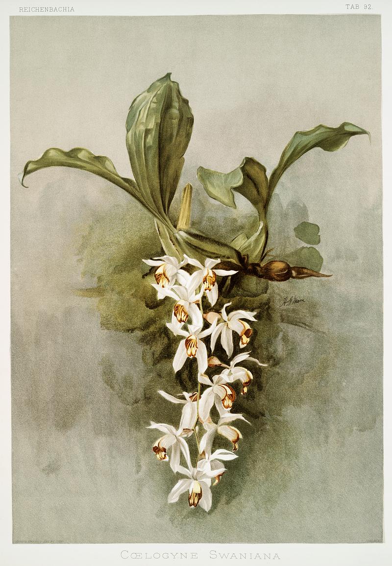 Swain's Coelogyne (Coelogyne swaniana) from Reichenbachia Orchids (1888-1894) illustrated by Frederick Sander (1847-1920). Original from The New York Public Library. Digitally enhanced by rawpixel. Swain's Coelogyne (Coelogyne swaniana) from Reichenbachia Orchids (1888-1894) illustrated by Frederick Sander (1847-1920).…