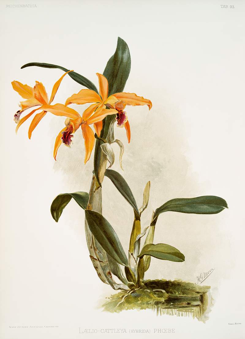 Hybrid of laelia and cattleya species (Lælio-cattleya hybrida phoebe) from Reichenbachia Orchids (1888-1894)…