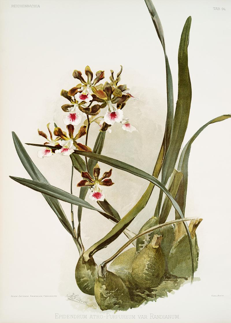 Rand's Encyclia (Epidendrum atro-purpureum var randianum) from Reichenbachia Orchids (1888-1894) illustrated by Frederick Sander (1847-1920). Original from The New York Public Library. Digitally enhanced by rawpixel. Rand's Encyclia (Epidendrum atro-purpureum var randianum) from Reichenbachia Orchids (1888-1894) illustrated by Frederick…