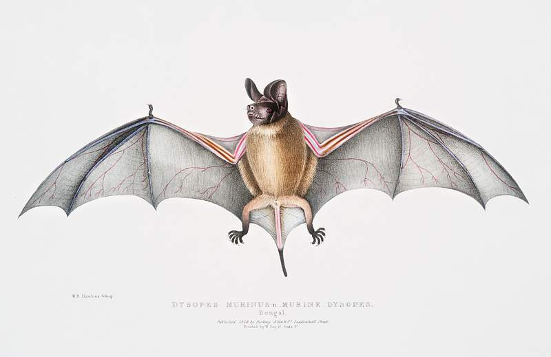 Murine Dysopes (Dysopes Murinus) from Illustrations of Indian zoology (1830-1834) by John Edward Gray (1800-1875). Original…