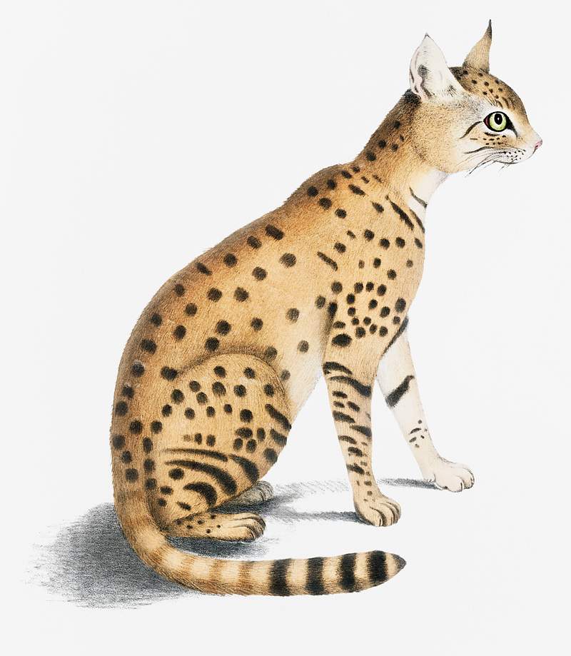 Beautiful Cat Felis Ornata From Illustrations Free Photo Rawpixel