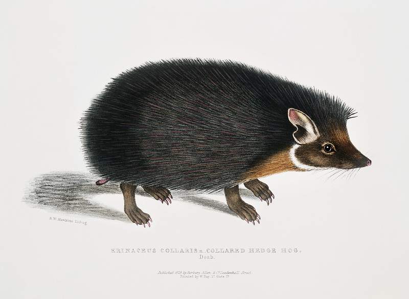Collared Hedgehog (Erinaceus collaris) from Illustrations of Indian zoology (1830-1834) by John Edward Gray (1800-1875).…